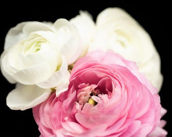 Ranunculs Photograph, Pink and White Flower Art, Nature Photography - Blush, Creme, Nursery Wall Decor, Feminine Florals, Botanical Images