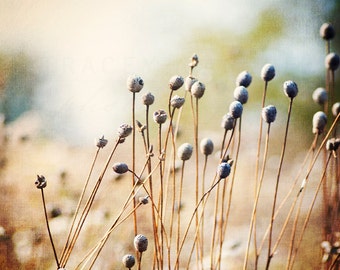 Nature Photography, rustic fall photograph of the Chicago prairie, landscape wall art print, Autumn home decor, indigo, gold, creme, earth