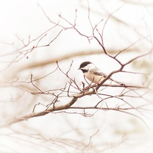 Nature Photography, Chickadee Bird Print, Wall Art