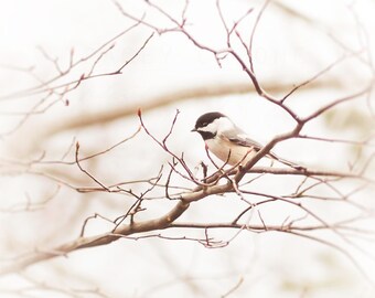 Nature Photography, Chickadee Bird Print, Wall Art