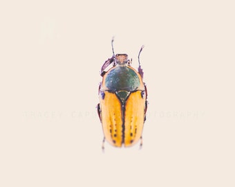 Photograph of Beetle  /  bug art / orange emerald / wall art print, insect home decor, entomology, whimsical, nature photography, boys room