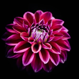 Nature Wall Art | Purple Dahlia | Flower Photography