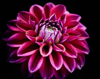 Nature Wall Art | Purple Dahlia | Flower Photography