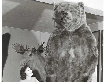 Vintage Souvenir Postcard - Young Woman Posing Next to Taxidermy Brown Bear - University of Alaska Museum - 1950's