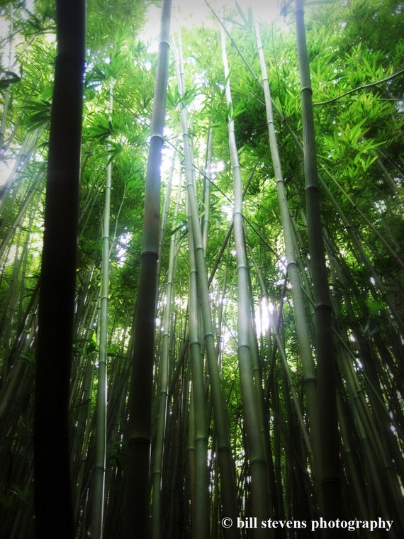 Items similar to Bamboo Dream on Etsy