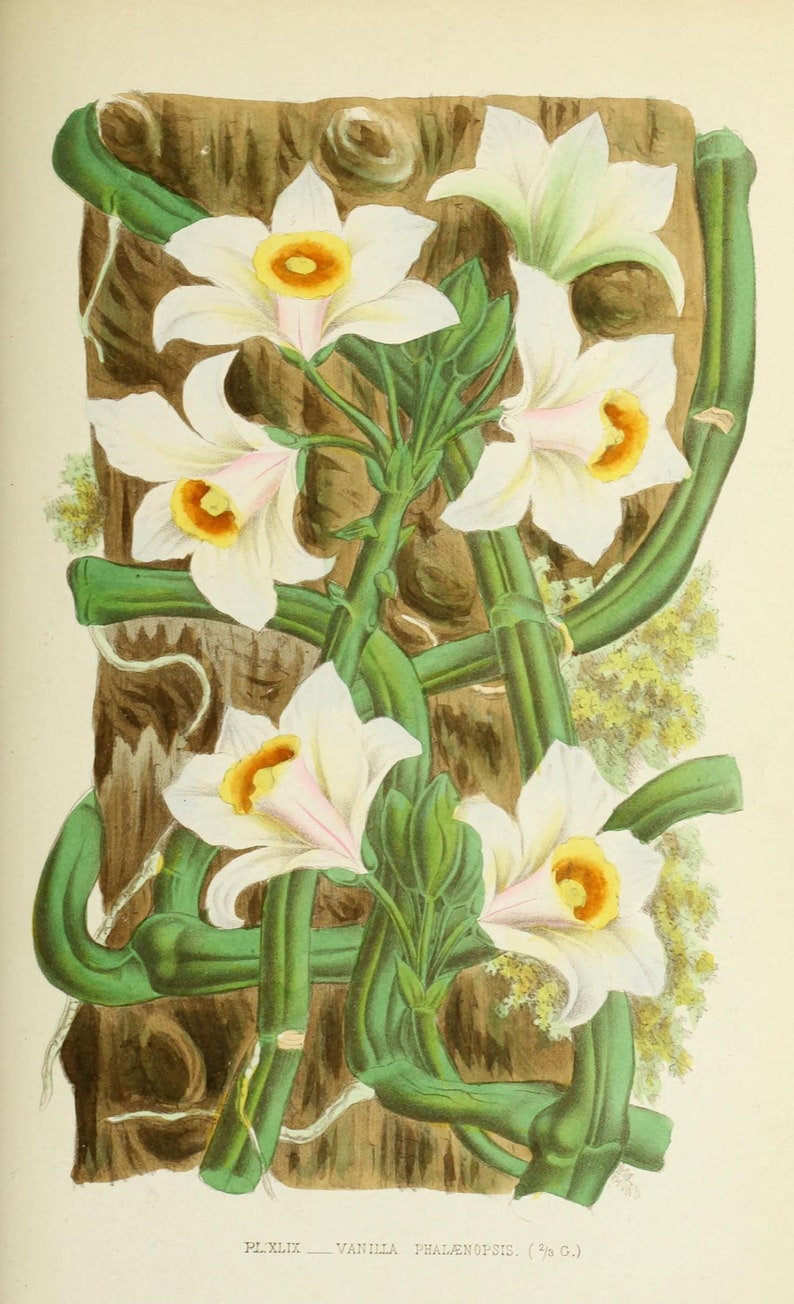 May include: A botanical illustration of a Vanilla Phalaenopsis orchid with white flowers and green stems. The orchid is growing on a brown tree trunk. The illustration is labeled "PL. XLIX - VANILLA PHALAENOPSIS. (Sp. G.)"