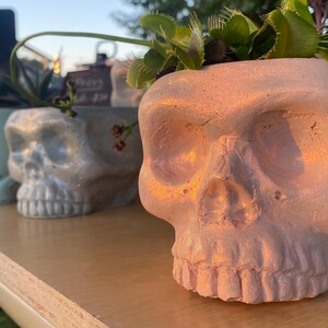 May include: A row of skull-shaped planters in various colors, each holding a different plant. The front-most planter is light pink and features a Venus flytrap. The planters are arranged on a light brown surface.