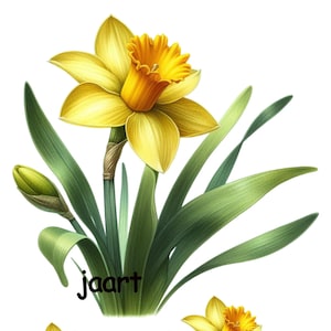 May include: Three illustrations of yellow daffodils with green leaves and the word "jaart" written below each flower.