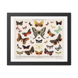 Antique Butterfly and Moth Lithograph – Original Insect Print (1894) – Digital Download – Colourful Butterfly and Moth Collage
