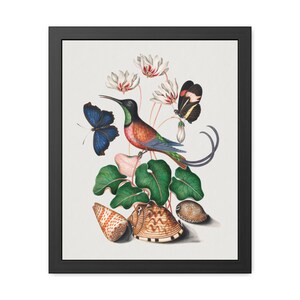 Colibrí topacio carmesí, ciclamen, cartero rojo y conchas (1768) – Alta resolución – Arte de historia natural vintage – Descarga digital