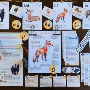 May include: Educational materials featuring animal illustrations and facts. Includes flashcards with the letters B, D, F, and S, depicting a black bear, white-tailed deer, red fox, and eastern grey squirrel. Also, a maze, animal track cards, and a diagram of a fox.