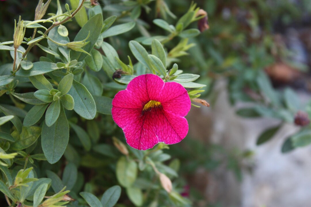 Close up Flower Photos Etsy