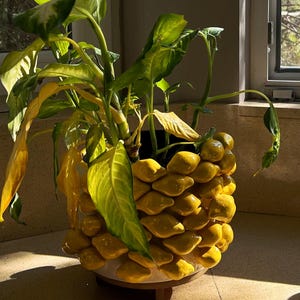 May include: A potted plant with green and yellow leaves sits in a decorative yellow ceramic pot. The pot has a textured, layered design and rests on a small wooden stand. The plant is positioned near a window, with sunlight illuminating the leaves.