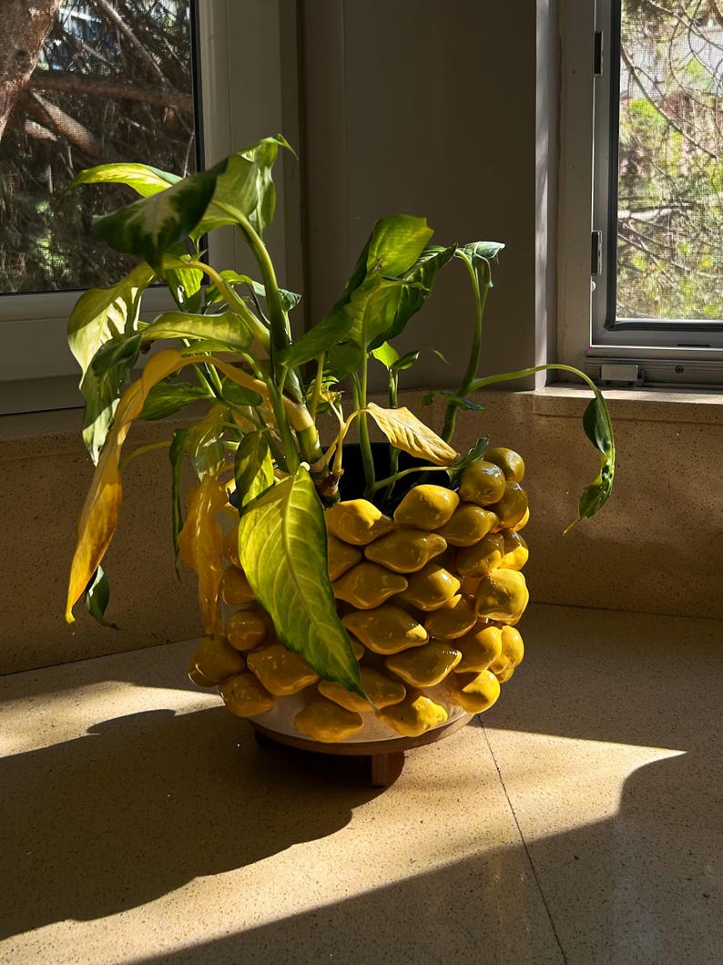 May include: A potted plant with green and yellow leaves sits in a decorative yellow ceramic pot. The pot has a textured, layered design and rests on a small wooden stand. The plant is positioned near a window, with sunlight illuminating the leaves.