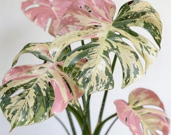 Monstera Deliciosa Variegata – Esquejes enraizados de planta variegada rara tricolor rosa (certificado fitosanitario), Monstera Albo