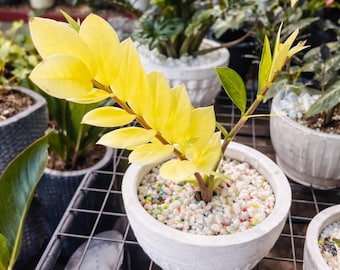 Rare Yellow ZZ Plant Variegated, Zamioculcas Zamiifolia, Rooted Cuttings, Easy Care Indoor Plant