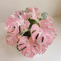 Monstera Deliciosa Variegata, Pink Tricolor Rare Variegated Plant Rooted Cuttings, Phytosanitary Certificate, Albo Monstera product logo
