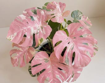 Monstera Deliciosa Variegata, Esquejes enraizados de planta variegada rara tricolor rosa, Certificado fitosanitario, Monstera Albo