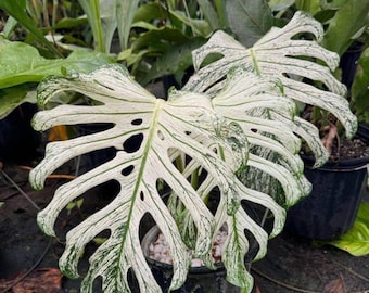 Monstera Devil Monster, esqueje variegado, planta pequeña, Monstera aroide rara, certificado fitosanitario.
