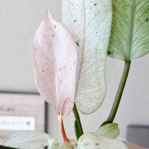 Puede incluir: Primer plano de una planta con hojas grandes y abigarradas. Las hojas muestran una mezcla de colores, incluyendo rosa claro, blanco y verde, con motas verde oscuro. Los tallos son de color verde oscuro. La planta tiene una apariencia delicada y natural.