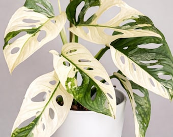 Esqueje variegado de Monstera Adansonii tricolor japonesa, planta de colección rara, aroide enraizado, Monstera Albo