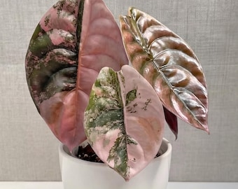 Cormo de Alocasia Cuprea variegada rosa, bulbos de Alocasia raros, planta joven enraizada, planta de interior de colección