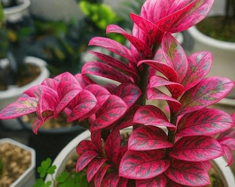 Esqueje de planta ZZ variegada rosa, Zamioculcas zamiifolia rara, plantas de interior exóticas (certificado fitosanitario)