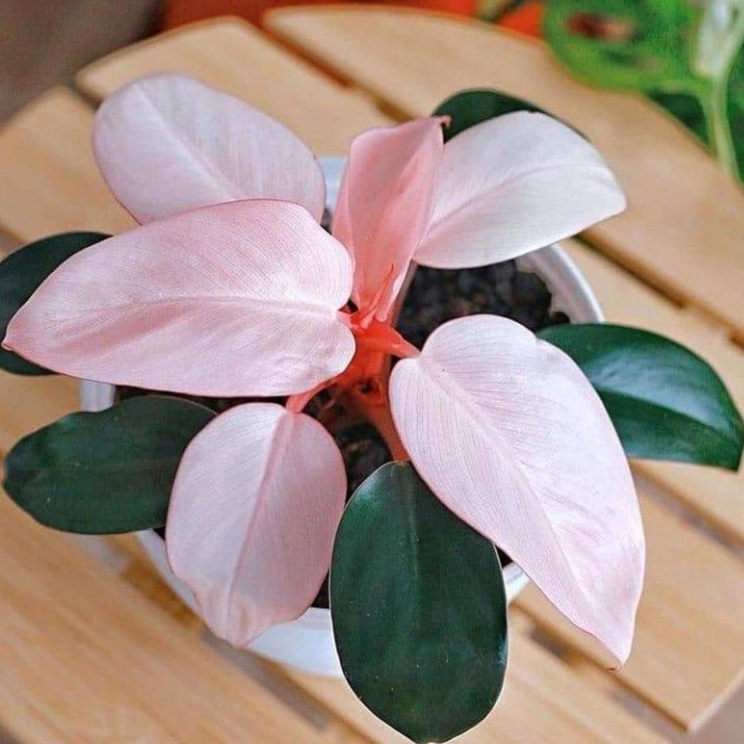 Philodendron Pink Congo, Rare Pink Houseplant Live Plants ...