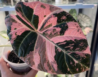 Alocasia Black Velvet Pink Variegated Corm, bulbos de Alocasia raros, plantas jóvenes enraizadas, certificado fitosanitario.