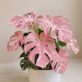 Monstera Deliciosa Variegata, Pink Tricolor Rare Variegated Plant Rooted Cuttings, Phytosanitary Certificate, Albo Monstera product logo