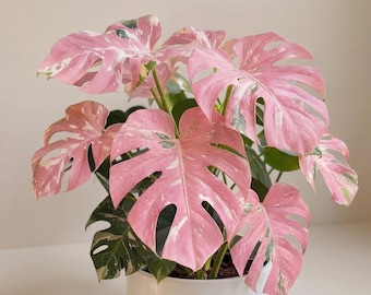 Monstera Deliciosa Variegata, seltene rosa-dreifarbige panaschierte Pflanze, bewurzelte Stecklinge, Pflanzengesundheitszeugnis, Albo Monstera