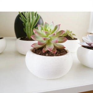 May include: A collection of potted succulents in white, round planters. The foreground features a succulent with green and red-tipped leaves. Other plants include a tall green succulent and a small succulent. The planters are on a white surface.