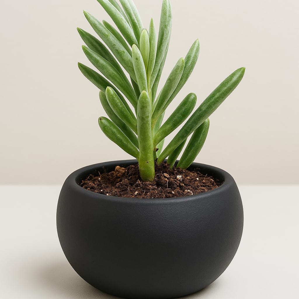 3D Printed Mini Succulent Planter: Modern Bonsai Style