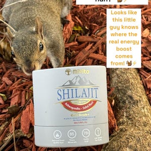 One of the more intelligent squirrels
