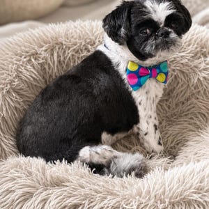 May include: A black and white Shih Tzu dog sitting in a round, shaggy, beige pet bed. The dog is wearing a colorful bow tie featuring a vibrant pattern of pink, yellow, and teal polka dots against a bright blue background around its neck.