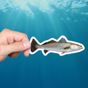 Cool sticker sticker zeeforel, waterdicht vinyl voor bekers, auto's, boten en ramen, kras- en uv-bestendig, sticker forel, sticker zeeforel, sticker zeeforel