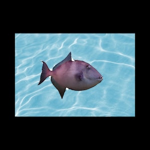 Realistic Trigger Fish Vinyl Decal | Nautical Home Decor