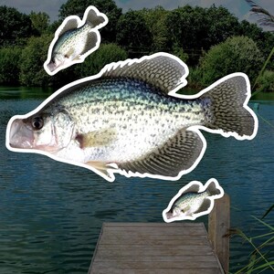 Crappie Fish Vinyl Decal, Fishing Stickers Water Bottles, Laptop Car Decal, Fisherman Gift, Tackle Box Sticker, Outdoor Decor, Fishing lover