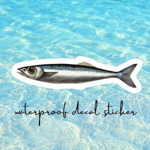 Sardine Fish Vinyl Decals, sardine decal, sardine sticker, Water Bottle Stickers, Gift for Fisherman, phone case sticker, fishing decal