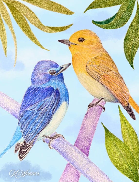 Ruck's Blue Flycatchers Print: Indonesian Bird Art, Colored Pencil