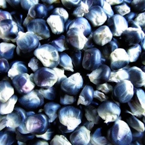 50 seeds  Open-Pollinated, Organically Grown Heirloom, Non GMO:   Hopi Blue Corn Seeds