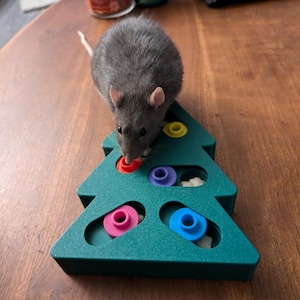 May include: A grey rat interacts with a dark green, tree-shaped plastic puzzle toy. The toy features several sliding compartments with small, colourful circular knobs in red, yellow, purple, pink, and blue, designed to hide small food treats.