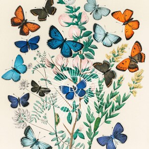 以下が含まれることがあります： 色とりどりの蝶のコレクションが描かれた、ヴィンテージの植物画。青、オレンジ、黒の色合いの蝶が、緑の葉とピンクの花の周りに配置されています。背景はクリーム色です。