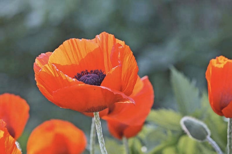 Brookingham Oriental Poppy Seeds