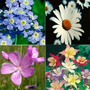 Gift Pack of 4 flower seed packets - Free shipping