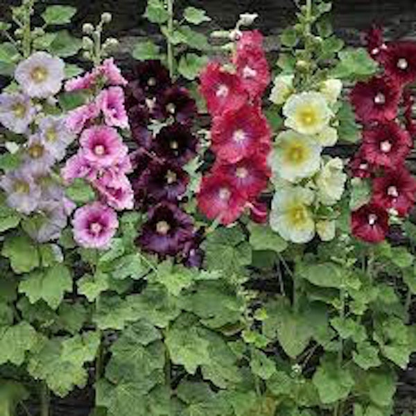 Mixed Hollyhock Seeds, Alcea rosea,  Free Shipping in USA!