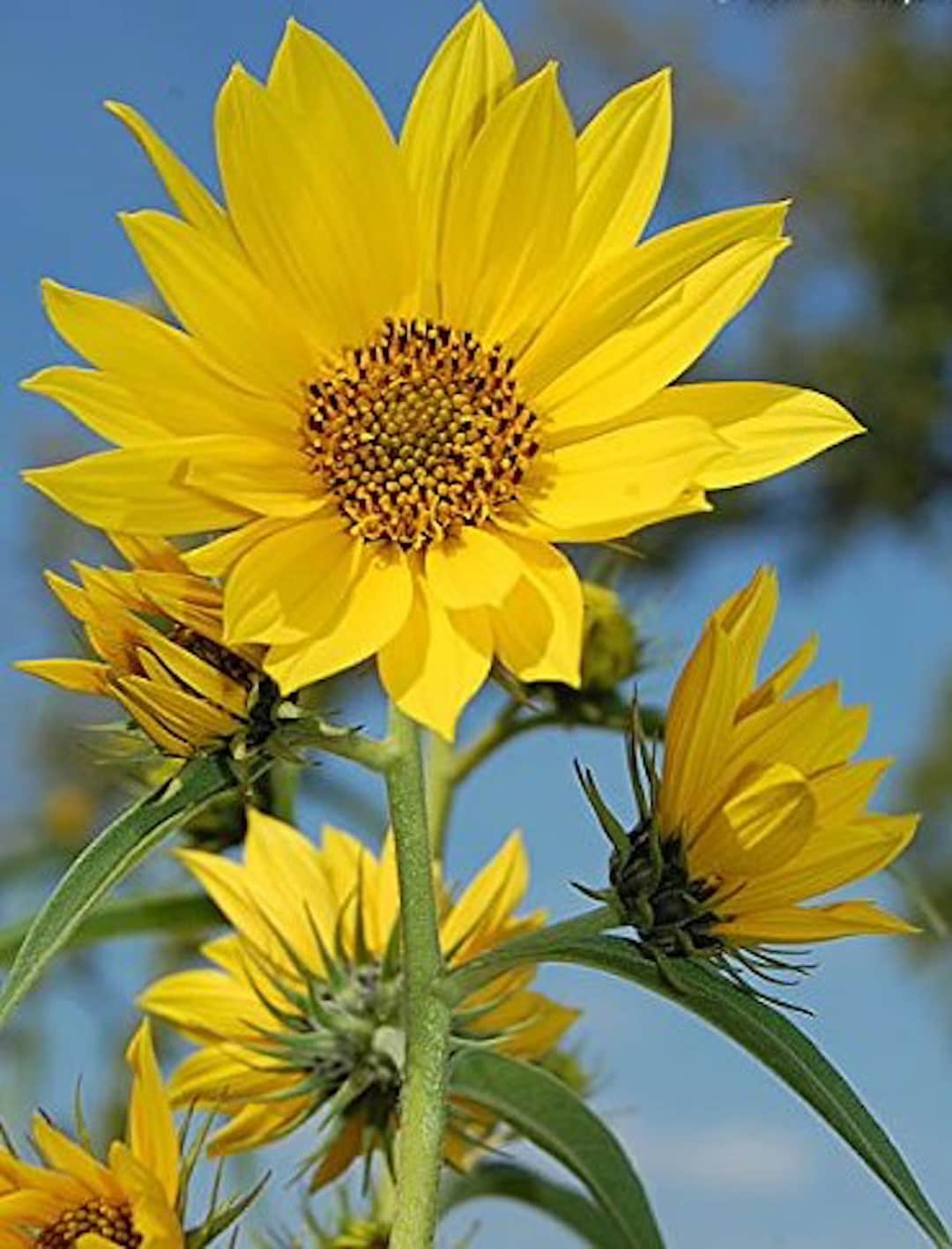 Maximillian Perennial Sunflower Seeds, Helianthus Maximilianii. Free