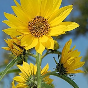 Maximillian Perennial Sunflower Seeds, Helianthus maximilianii. Free shipping in USA