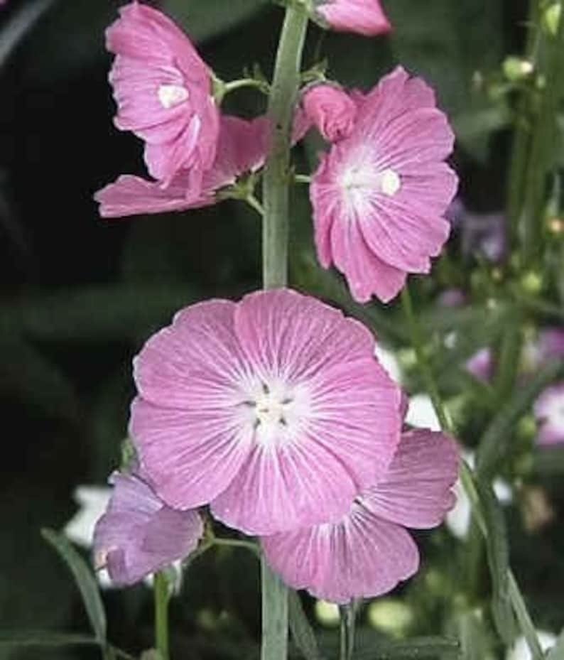 hollyhock seedlings hollyhock seedlings