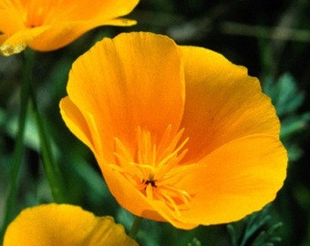 May include: Close-up of a bright yellow California poppy flower with a prominent centre and multiple petals.